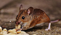24 Hour & Emergency Exterminators in Quinque, VA